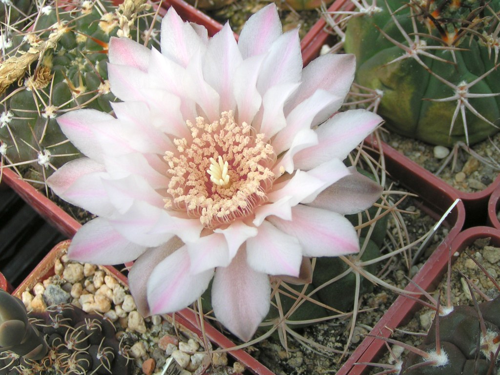 Gymnocalycium ritterianum